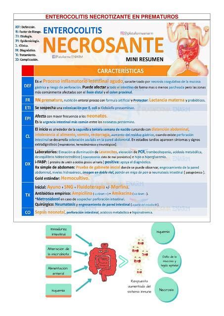 Enterocolitis Necrotizante En Prematuros Ayde Moreno Udocz