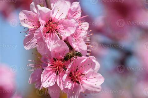 Pollination of flowers by bees peach. 26704602 Stock Photo at Vecteezy