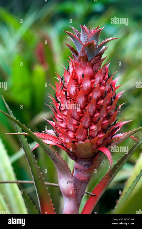 Pineapple Plant Flower Ananas Comosus Costa Rica Stock Photo Alamy