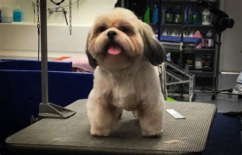 Lhasa Apso Groomed - Wags To Riches Dog Grooming