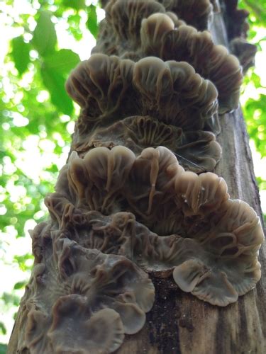 Auricularia Mesenterica Gu A General De Macrohongos De Costa Rica