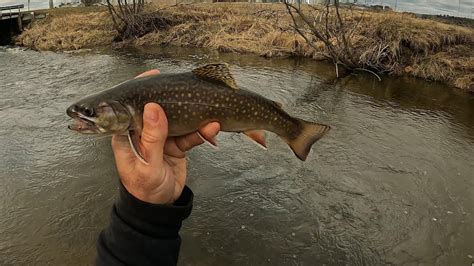 Wisconsin Trout Fishing 442024 Youtube