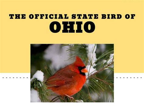 Discover the Official State Bird of Ohio