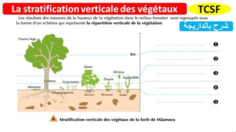 La Stratification Verticale Des V G Taux Svt Tcsf Youtube