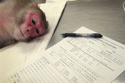 Rhesus Monkey Lab