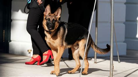 Diario Hoy El Perro Mordedor De Los Biden Vuelve A Hacer De Las Suyas