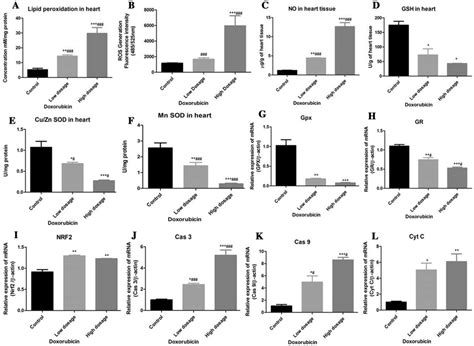 Doxorubicin Increases Oxidative Stress Decreases The Antioxidant