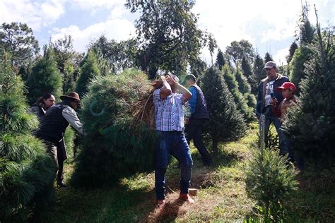 Productores de árboles de navidad comienzan a preparar corte en Xonacatlán