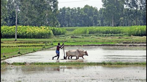 Sowing Picks Pace But East Battles Drought Concerns Latest News India