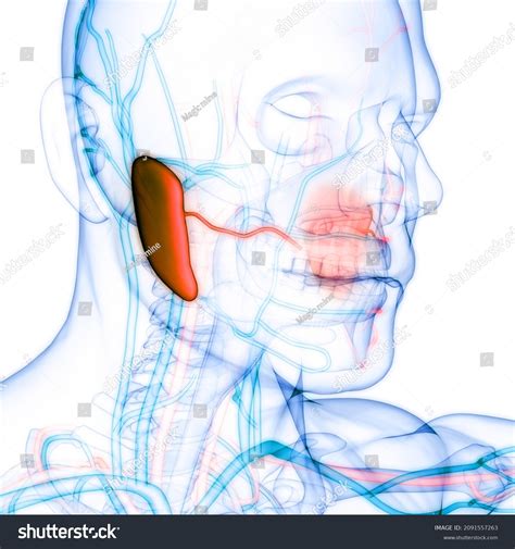 Human Digestive System Mouth Anatomy 3d Stock Illustration 2091557263 ...