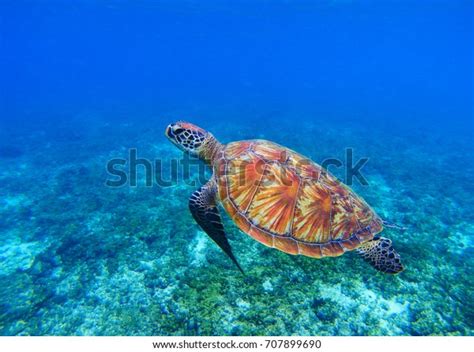 Marine Turtle Seawater Sea Tortoise Underwater Stock Photo 707899690 ...