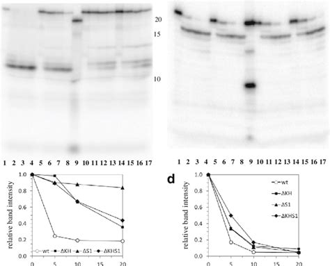 Phosphorolysis Of Rna And Ssdna Oligonucleotides By Pnpase Mutants In