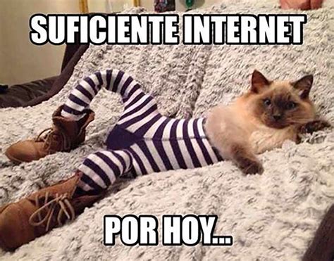 21 Memes de gatos que harán reír hasta a los amantes de los perros