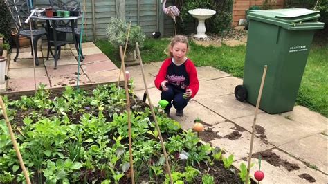 Harvesting Radishes Youtube