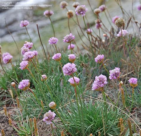 Full Size Picture Of Sea Thrift Sea Pink Common Thrift Armeria