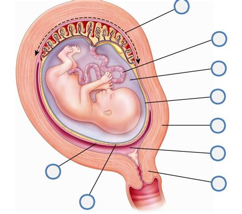 CBH2 7th Grade Anat Phys Sect Week Old Fetus Diagram Diagram Quizlet