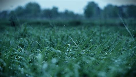 Wallpaper Sunlight Nature Field Water Drops Green Morning Frost