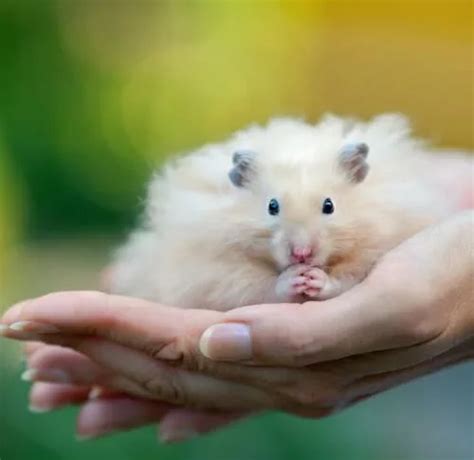 What colour is my hamster? | The Hamster Forum