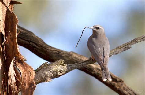 Woodswallows Butcherbirds Cuckooshrikes Julian Teh Illustration