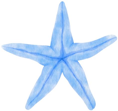 estrellas de mar o estrellas de mar ilustración acuarela 9694548 PNG