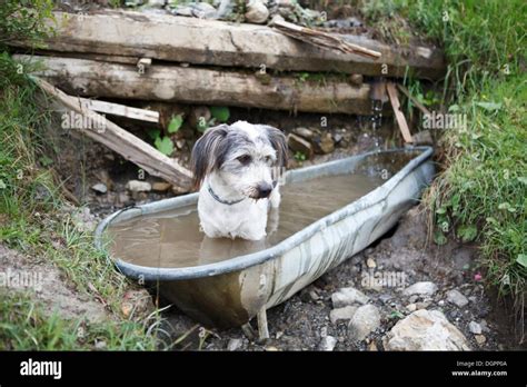 Qu Fruta Se Le Puede Dar A Un Perro Pastor Maremmano Abruzzese Blog