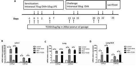 AhR Activation By TCDD Promoted The Expression Of CYP1a1 And CYP1b1