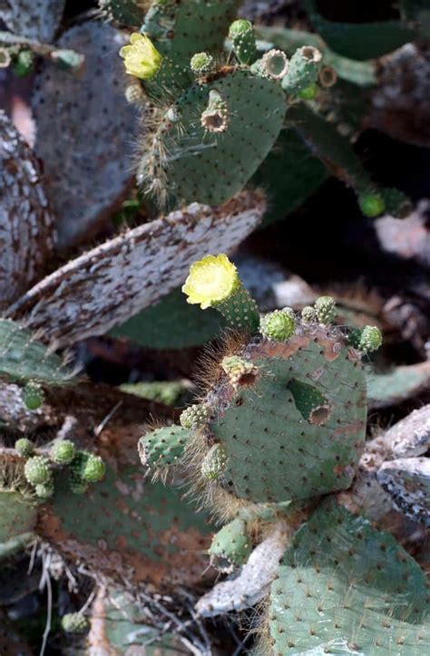 Galapagos - Flora | Travel blog OnTourWorld