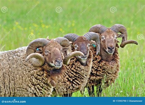 Rare Breed Sheep Stock Photo Image Of Spring Rare Countryside 17293790