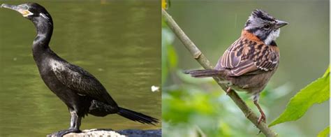 20 COMMON Birds Found in Guyana! (2025) - Bird Watching HQ