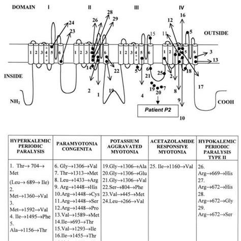 Schematic representation of the skeletal muscle calcium channel (α ...