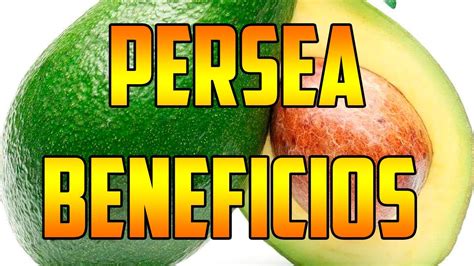 PERSEA Benefits Persea Americana PARA QUE SIRVE Usos Plants