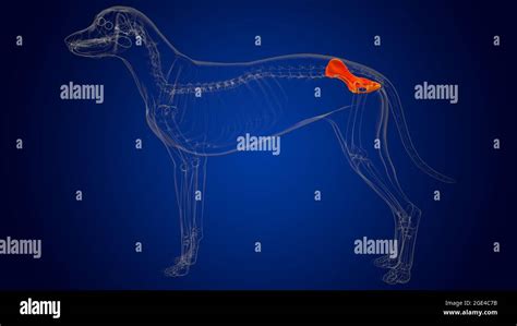 Pelvis Huesos de perro Anatomía para el concepto médico 3D Ilustración