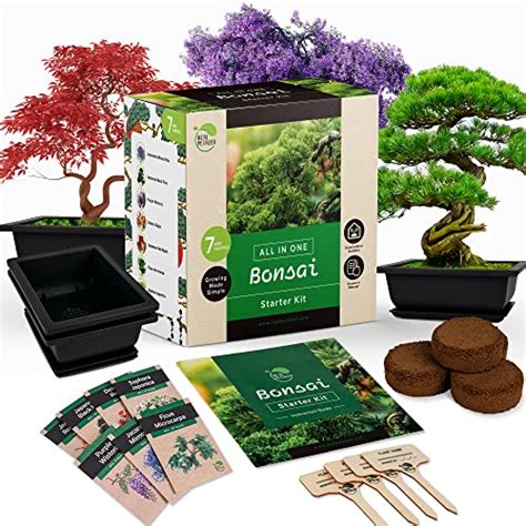 I Tried And Tested The Bonsai Tree Growing Kit Heres Why You Need It