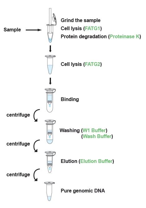 株式会社チヨダサイエンス Favorprep Tissue Genomic Dna Extraction Mini Kit