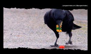 Cuervos Caracter Sticas Tipos H Bitat Y Curiosidades Pangea