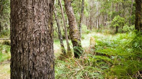 Ancient mud reveals Australia’s burning history over 130,000 years