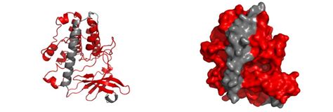 Catalytic Domain