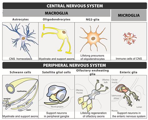 Ijms Free Full Text The Role Of Glial Cells In Different Phases Of Migraine Lessons From