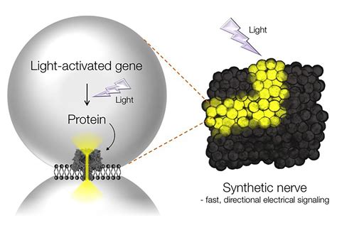 Light Activated Communication In Synthetic Ti Eurekalert