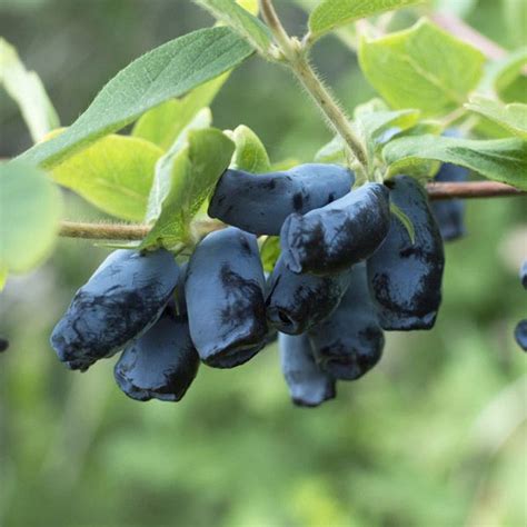 Haskap Blue Honeysuckle Honeyberry Berry Blue Lonicera Caerulea