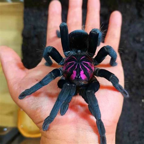 Rare Species Exotic Spiders