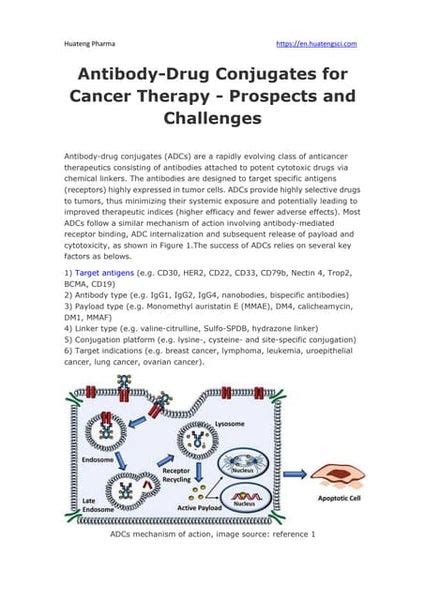 A Brief Guide To Antibody Drug Conjugate