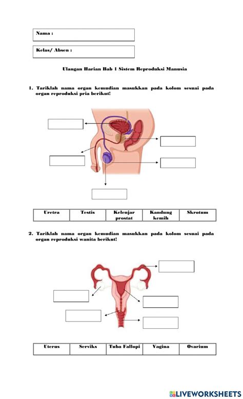 Detail Gambar Sistem Reproduksi Pada Manusia Koleksi Nomer 25