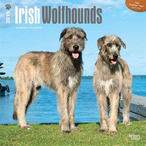 Irish Wolfhound 2015 Calendar ~ http://www.doggiechecks.com/calendars ...