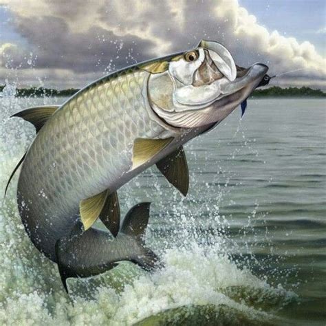 Tarpin | Saltwater Fishing, Fly Fishing, Fish