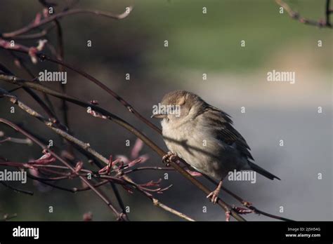 Moineau De L Ancien Monde Banque De Photographies Et Dimages Haute