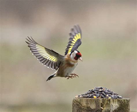 goldfinch stock  pictures royalty  images istock