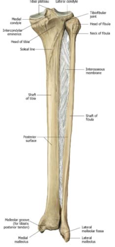 L8 The Ankle Joint Tibiofibular And Talocrural Joints Flashcards