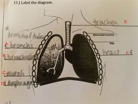 Pulmonology Label The Diagram Flashcards Quizlet