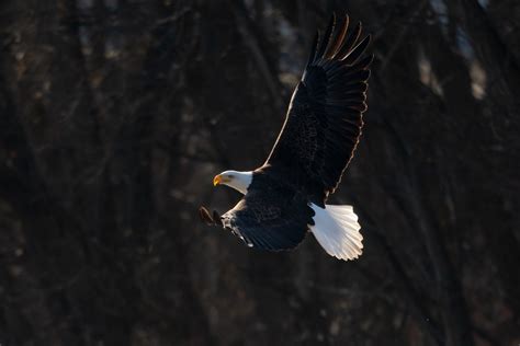 An Eagle Flying in the Sky · Free Stock Photo